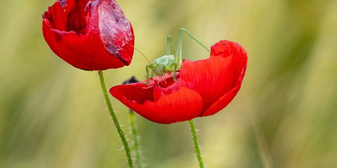 Heutschrecke rote Liste Klarschmohn