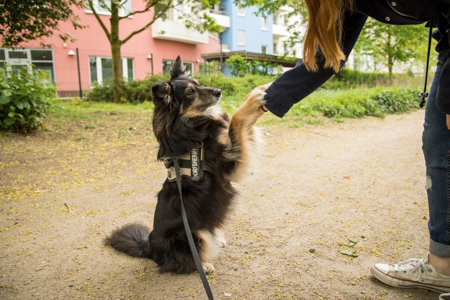 Hund Hinterpfoten Hand Frau