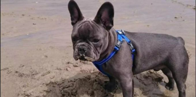 Auch am Strand durfte Nero nicht fehlen. Hund