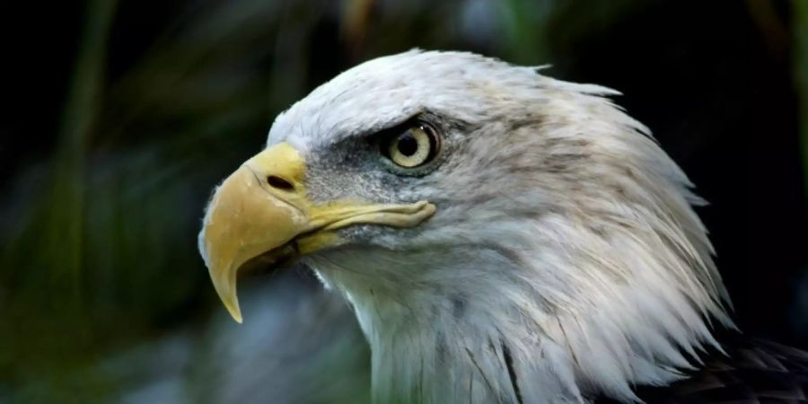 Der Weisskopfseeadler ist das Wappentier der USA