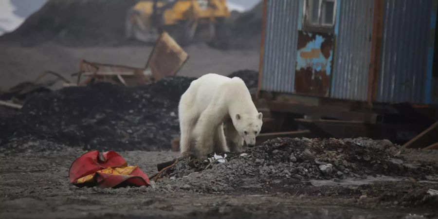 Eisbär sucht in sibirischer Stadt nach Futter