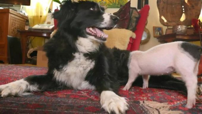 Rosa von Schwarte und ihre Hundemama Molly. Rosa von Schwarte