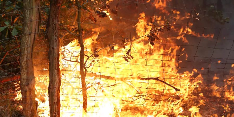 Flammen fressen sich durch den Wald in der Nähe der Ortschaft Trebs.
