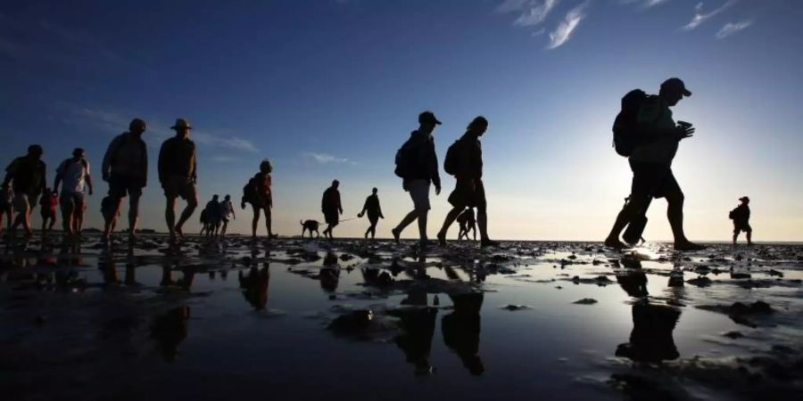 Eine Gruppe Wattwanderer geht zwischen der Hallig Langeness und dem Festland bei Dagebüll (Schleswig-Holstein) im Sonnenuntergang durch das Watt. Foto: Christian Charisius