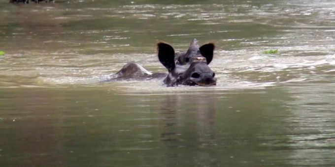 Ein indisches Einhorn-Nashorn schwimmt durch den nach dem Monsun überfluteten Kaziranga-Nationalpark in Assam. Foto: XinHua Ein indisches Einhorn-Nashorn schwimmt durch den nach dem Monsun überfluteten Kaziranga-Nationalpark in Assam. Foto: XinHua