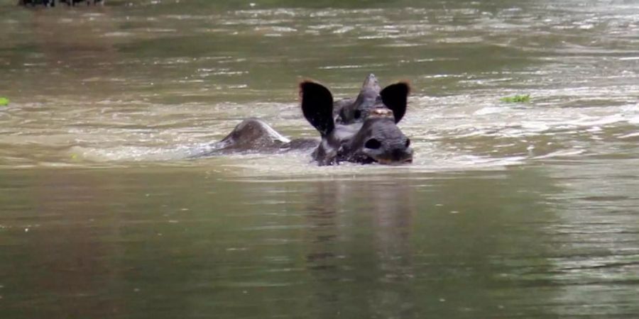 Ein indisches Einhorn-Nashorn schwimmt durch den nach dem Monsun überfluteten Kaziranga-Nationalpark in Assam. Foto: XinHua