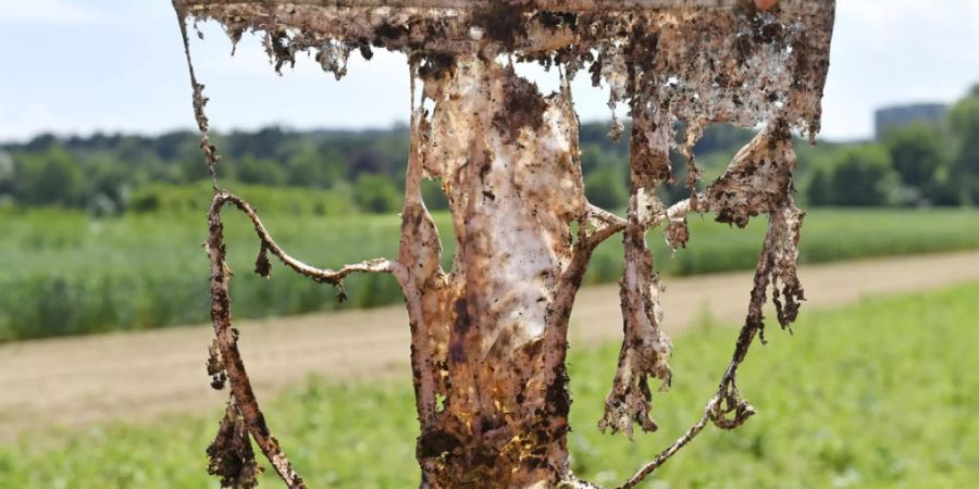Unterhose, die zwei Monate unter der Erde war, auf dem Gelände von Agroscope in Zürich am Mittwoch.