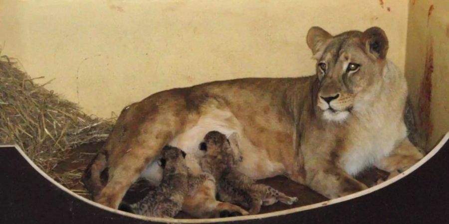 An die Mutter gekuschelt: Löwenmama «Bastet» mit ihren zwei Mini-Löwen. Foto: Thüringer Zoopark Erfurt