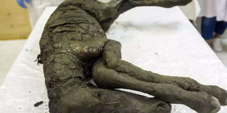 Gut erhaltenes etwa 40.000 Jahre altem Fossil eines Fohlens, das im Permafrostboden Sibiriens gefunden wurde. Foto: Michil Yakovlev/North-Eastern Federal University