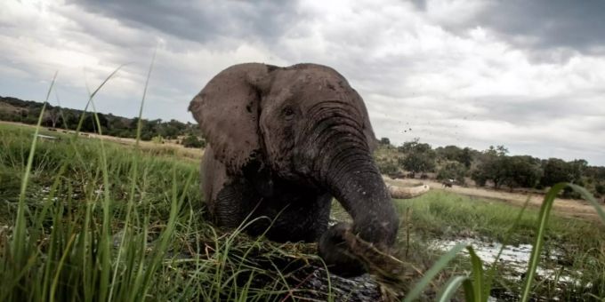 Botsuana hat die grösste Elefantenpopulation Afrikas. illegale Jagd Elefanten