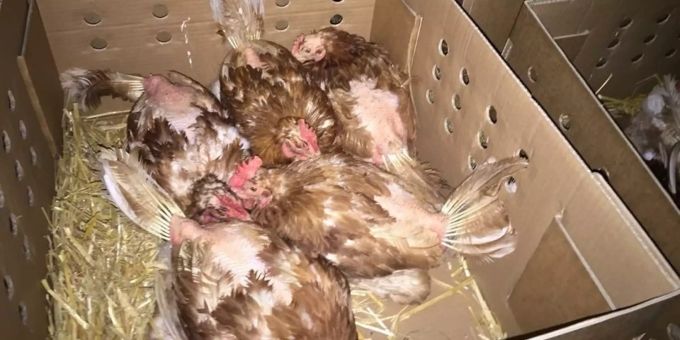 Nach Ostern - Tausende Schweizer Legehennen enden im Schlachthaus