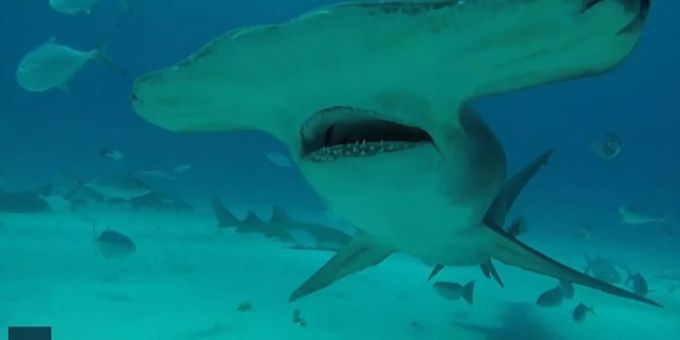Hai Hammer: Der Hammerhai umgeben von Fischen. Die kurze Videoaufnahme geht um die Welt.