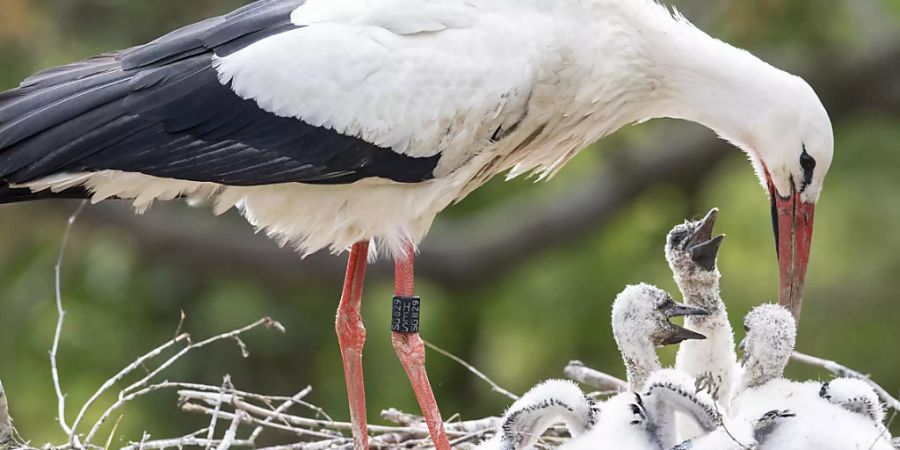 Ein Weissstorch im Zoo Zürich stopft die hungrigen Mäuler seiner Jungen.