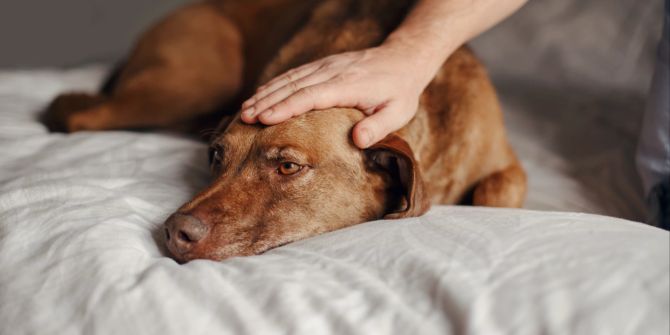 Hund auf dem Bett wird gestreichelt