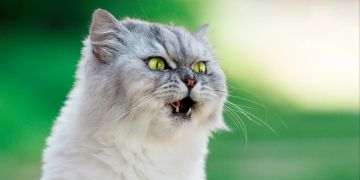 Katze mit offenem Mund