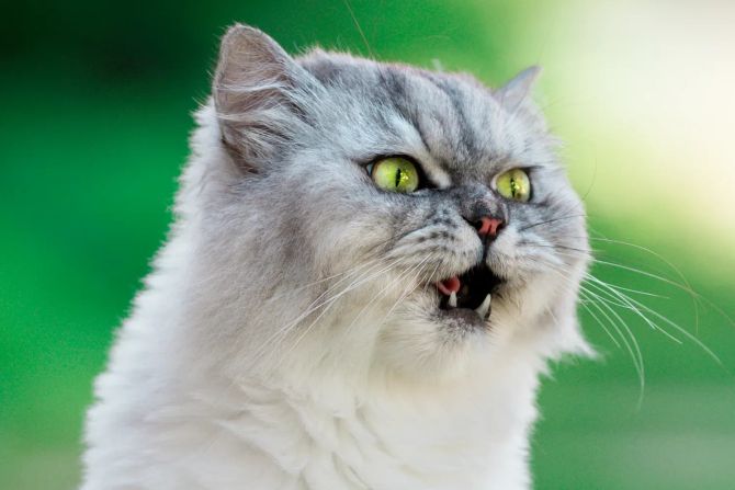 Katze mit offenem Mund