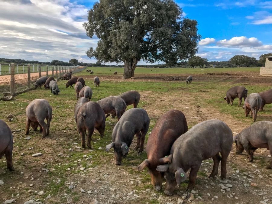 Tierschutz