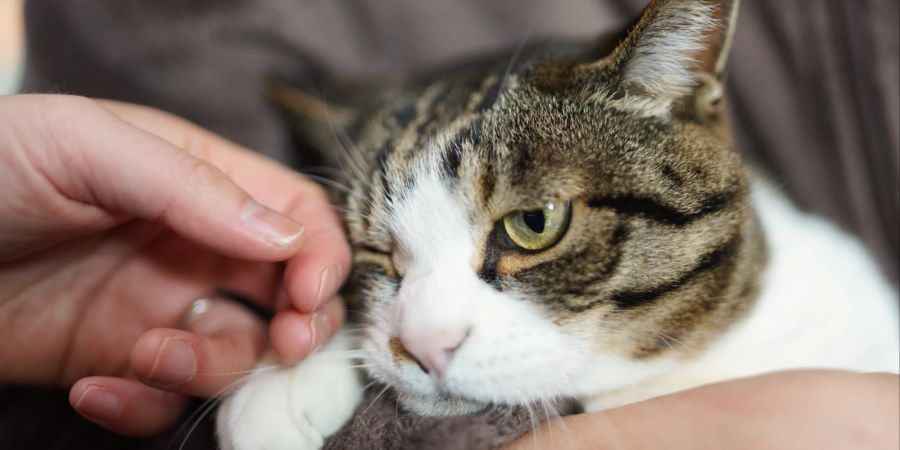 Katze auf Arm wird gestreichelt