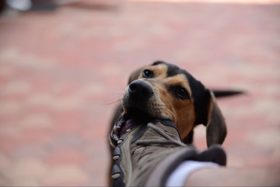 Hunde beissen Schuhe