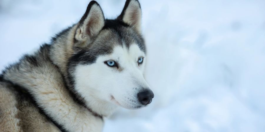 Hunderasse, Huskey, Hund