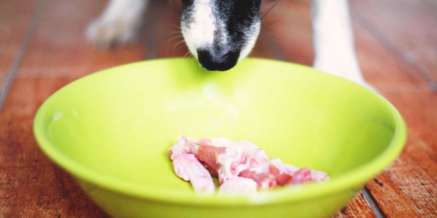 Hund bekommt Fleisch