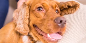 Hund lehnt sich an Kissen