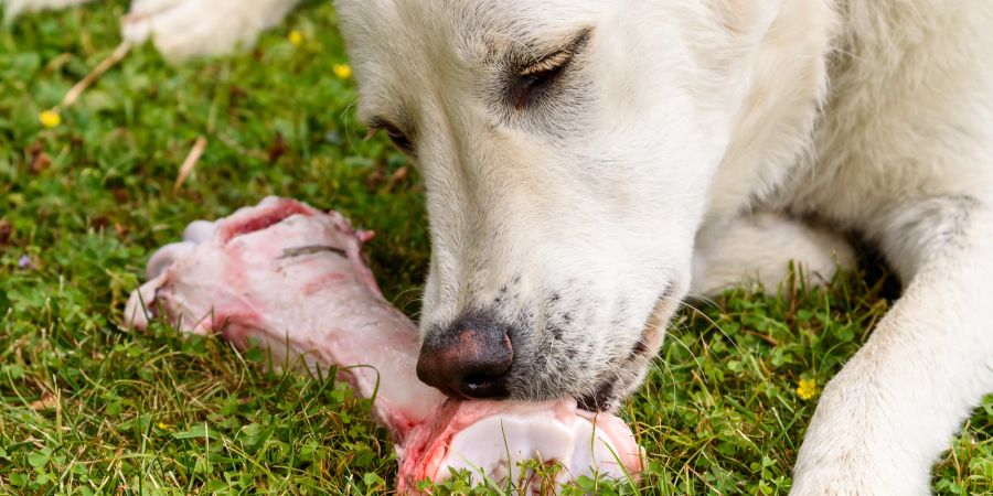 Hund frisst Knochen