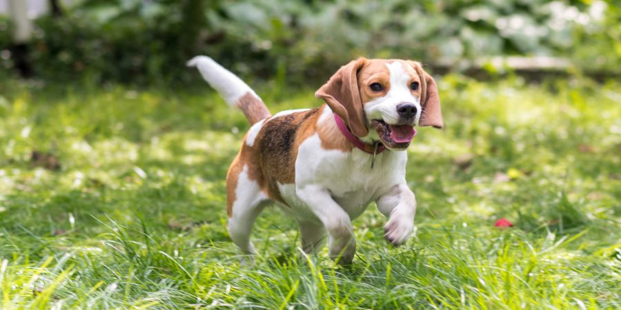 Hundewiese, Hund, Beagle