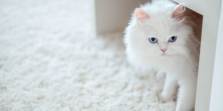 Katze unter dem Tisch auf dem Teppich