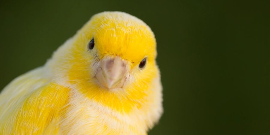Kanarienvogel gelb