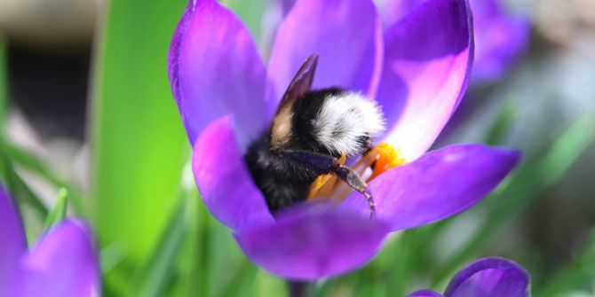 Hummeln Pollen Krokusblüten Gärten