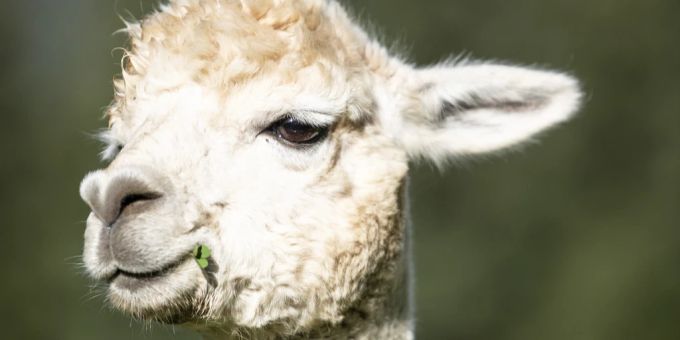 Eine Gruppe Lamas ist aus einem Zirkus entkommen und hat eine Zugstrecke blockiert. lama