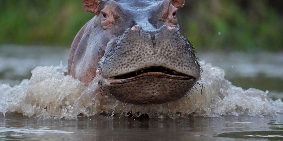 Ein Nilpferd schwimmt im Fluss Magdalena im kolumbianischen Puerto Triunfo (Archivbild).