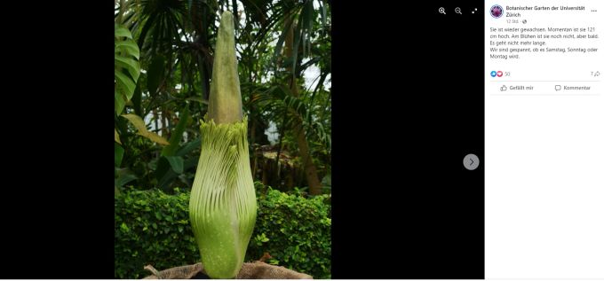 Die Titanwurz ist zurzeit 121 cm hoch. zürich titanwurz