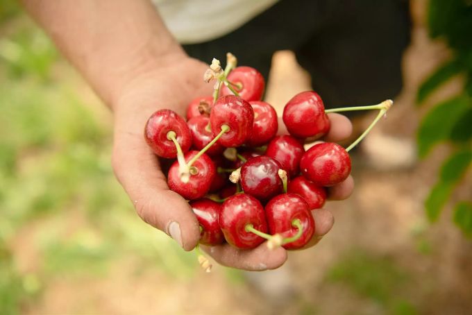 Ein Obstbauer hält reife Kirschen in der Hand. kirschenernte
