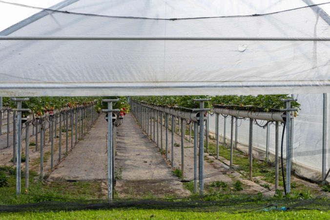 Die Familie Wietlisbach hat auch ein Treibhaus für die Erdbeeren.