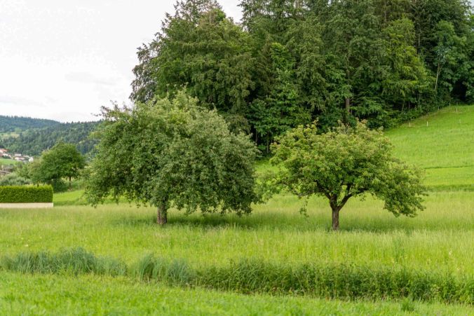 Zwei Apfelbäume in Unterkulm.
