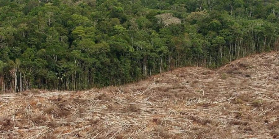 Gefällte Bäume am Rande eines Urwaldes in der brasilianischen Amazonasregion. Foto: Marcelo Sayao/EFE/dpa