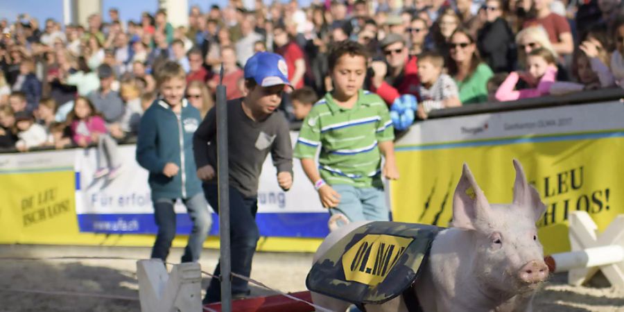 Abstand halten ist an der Olma in St. Gallen nicht möglich. Die Verantwortlichen haben die Messe für 2020 abgesagt. Auch das legendäre Säuli-Rennen wird nicht stattfinden. (Archivbild)