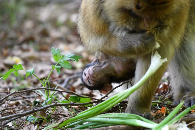 Ein Berberaffen-Baby auf dem Affenberg am Bodensee. Affe