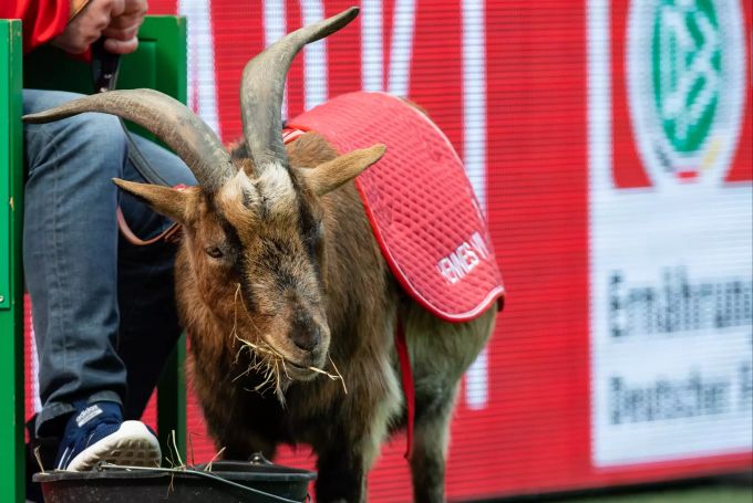 Kölns Maskottchen, Geissbock "Hennes", steht während eines Spiels am Spielfeldrand und frisst Stroh aus einem Eimer. Stadionverbot Kölner Geissbock Hennes