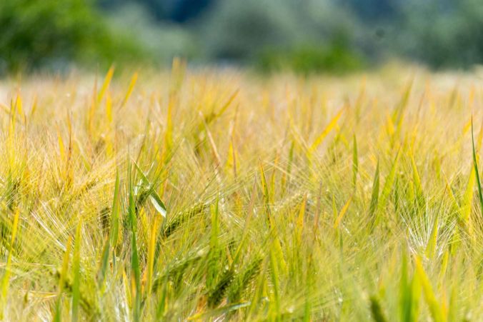 Sommergerste