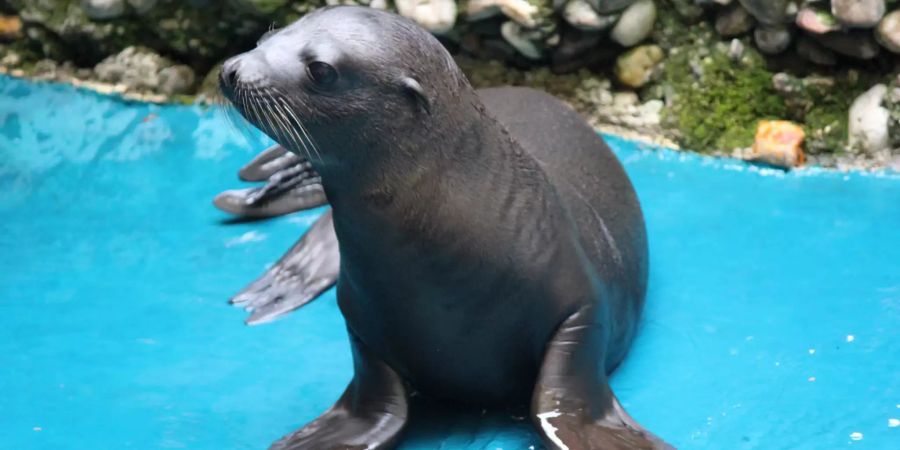 Seelöwen-Nachwuchs im Duisburger Zoo