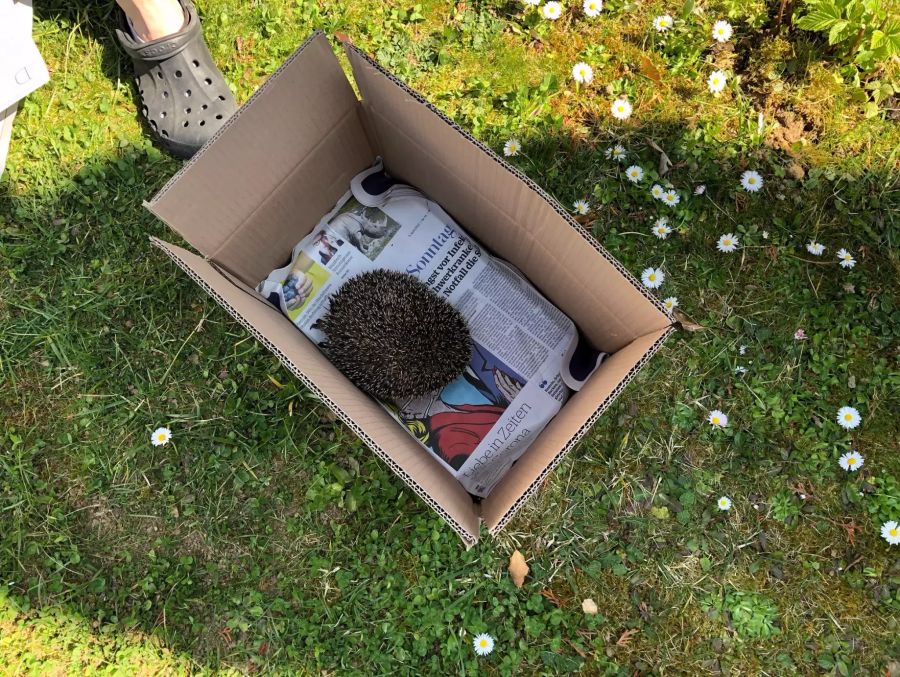 Wenn man einen dehydrierten Igel im Garten findet, soll man diesen so schnell wie möglich in fachkundige Hände geben.