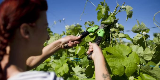 Eine Weinbauerin schneidet Weinblätter (Archivbild). Weinblätter