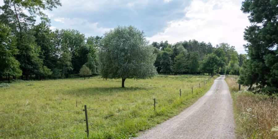 Aussicht auf den Wald in Biberstein.