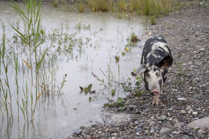 Ein Schwein läuft durch den ehemaligen Schlammweiher in Edlibach ZG. Schwein