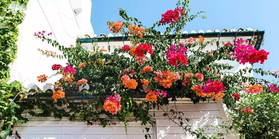 Balkon mit Blüten