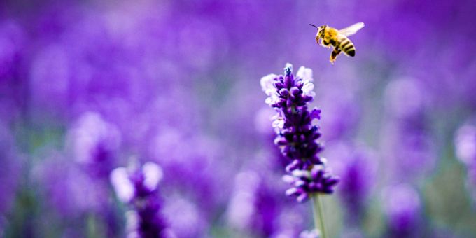 Lavendel zieht Bienen an, also ab auf den Balkon damit? Ist die Pflanze mit Pestiziden belastet, schaden Bienenfreunde den flauschigen Summern vielleicht unbeabsichtigt. Lavendel zieht Bienen an, also ab auf den Balkon damit? Ist die Pflanze mit Pestiziden belastet, schaden Bienenfreunde den flauschigen Summern vielleicht unbeabsichtigt.
