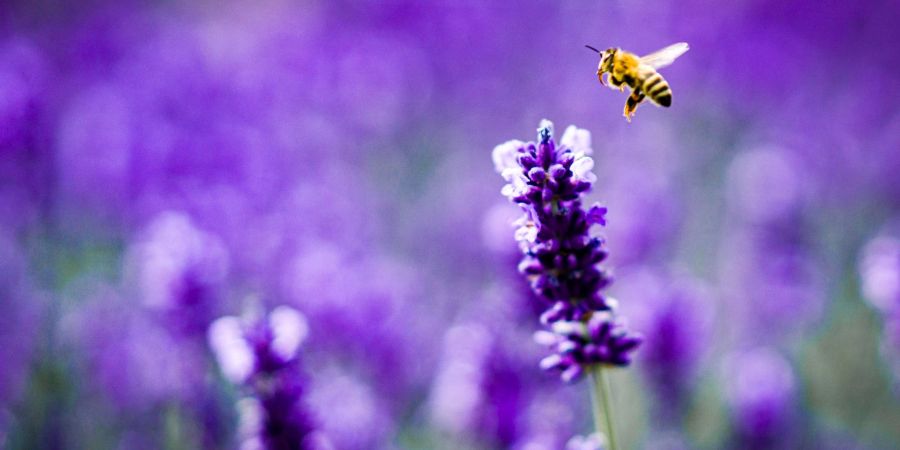 Lavendel zieht Bienen an, also ab auf den Balkon damit? Ist die Pflanze mit Pestiziden belastet, schaden Bienenfreunde den flauschigen Summern vielleicht unbeabsichtigt.